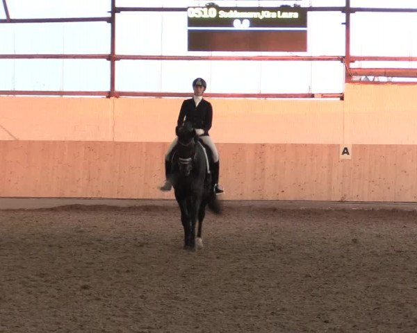 Dressur Late-Entry Datteln 2016