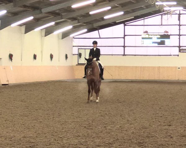 Dressur Late-Entry Datteln 2016