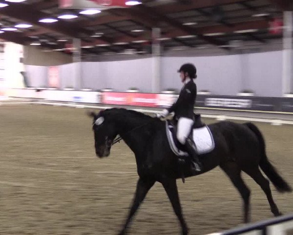 Hallen-Reitturnier Münster-Handorf 2016
