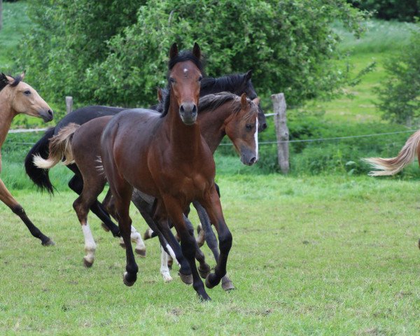 horse Steverheides Amarok (German Riding Pony, 2017, from A Gorgeous)