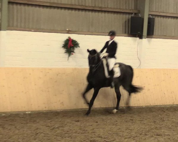 Dressur Late-Entry Datteln 2016
