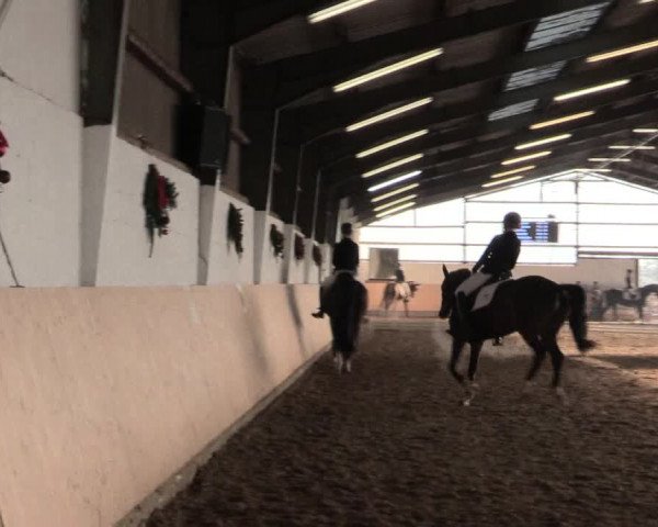 Dressur Late-Entry Datteln 2016