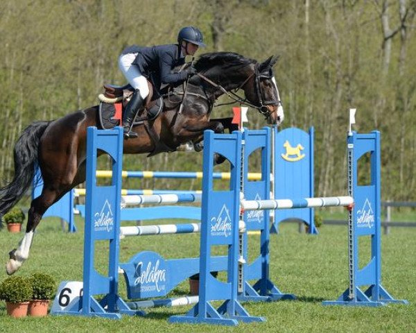 jumper Cluedo (Hanoverian, 2011, from Cloney)