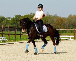 broodmare Harliena (German Riding Pony, 2007, from Der Harlekin B)