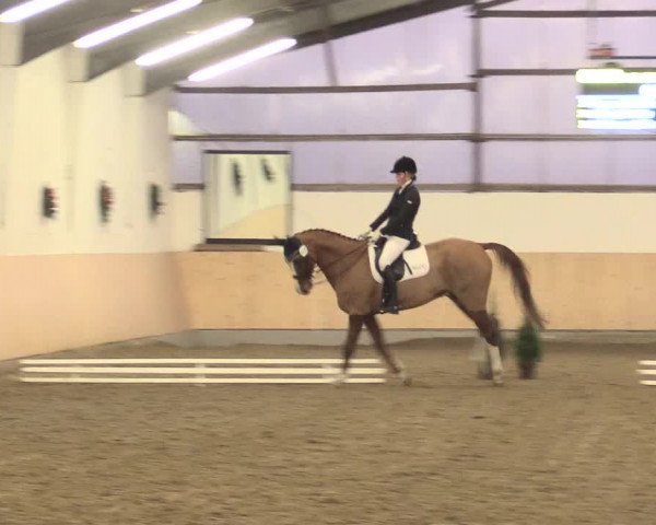 Dressur Late-Entry Datteln 2016