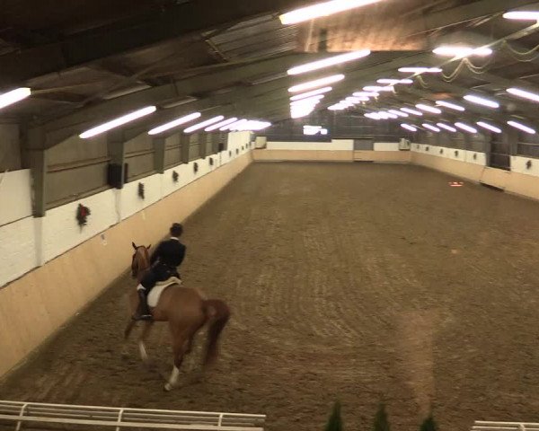 Dressur Late-Entry Datteln 2016