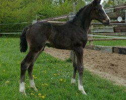 horse Shakko Top (Hanoverian, 2015, from Stolzenberg)