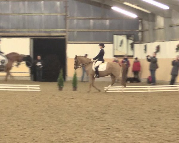 Dressur Late-Entry Datteln 2016