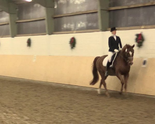 Dressur Late-Entry Datteln 2016