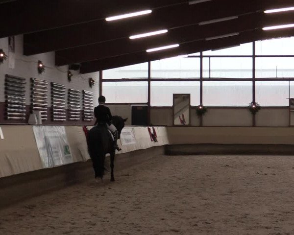 Dressur Late Entry Alt-Marl 2016