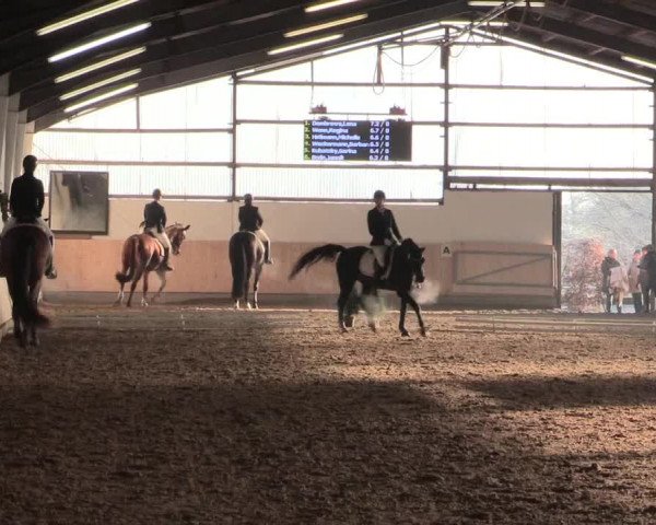 Dressur Late-Entry Datteln 2016