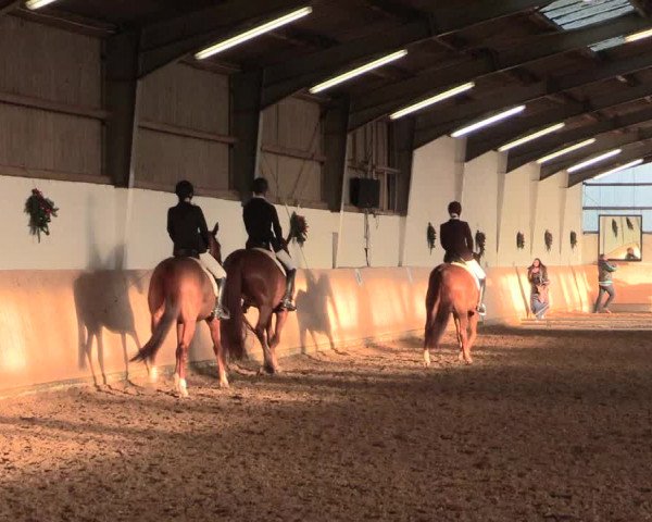 Dressur Late-Entry Datteln 2016