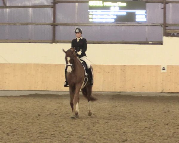 Dressur Late-Entry Datteln 2016