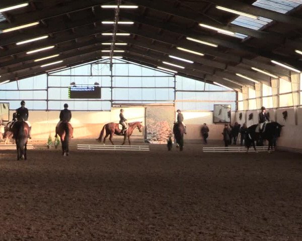 Dressur Late-Entry Datteln 2016