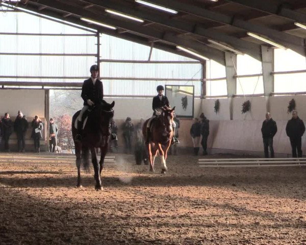 Dressur Late-Entry Datteln 2016