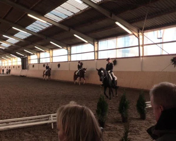 Dressur Late-Entry Datteln 2016
