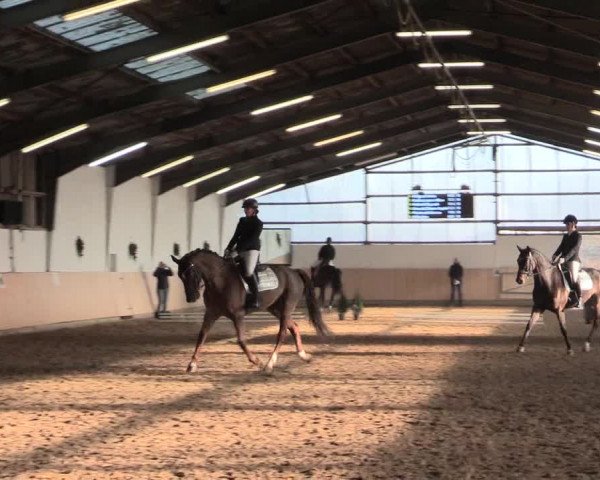 Dressur Late-Entry Datteln 2016