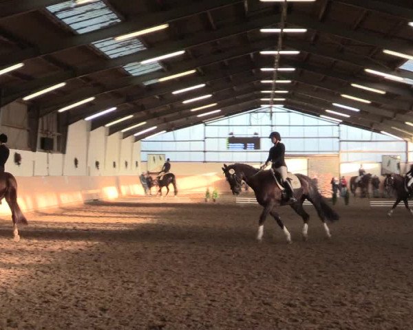 Dressur Late-Entry Datteln 2016