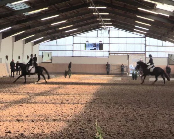 Dressur Late-Entry Datteln 2016