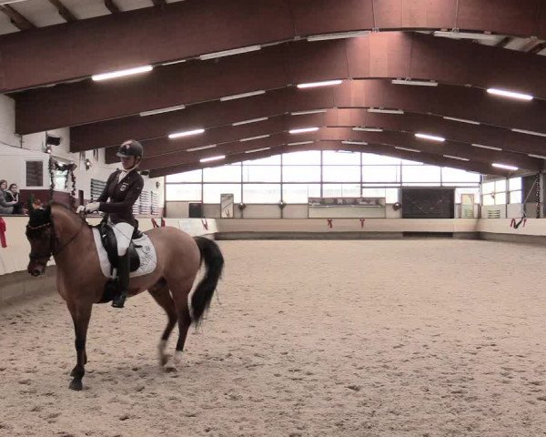 Dressur Late Entry Alt-Marl 2016