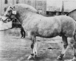 stallion Bertil FJH 444 (Fjord Horse, 1960, from Regent FJH 343)