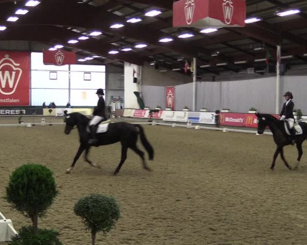 Hallen-Reitturnier Münster-Handorf 2016