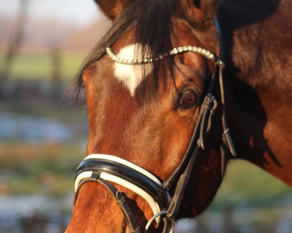 Zuchtstute Bonnibee (KWPN (Niederländisches Warmblut), 2006, von Uptown)
