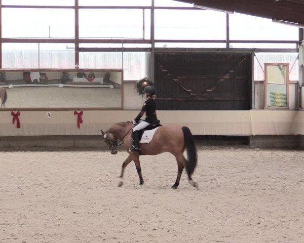 Dressur Late Entry Alt-Marl 2016