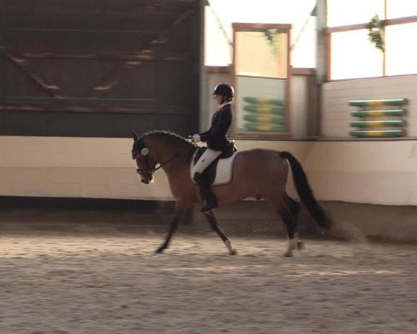 Dressur Late Entry Alt-Marl 2016
