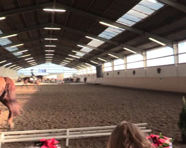 Dressur Late-Entry Datteln 2016