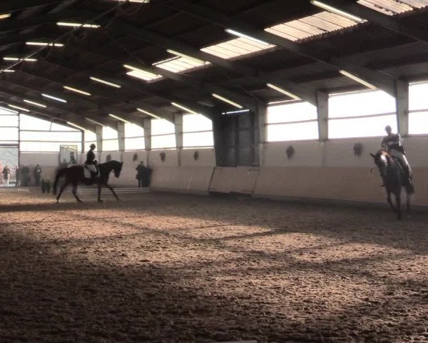 Dressur Late-Entry Datteln 2016
