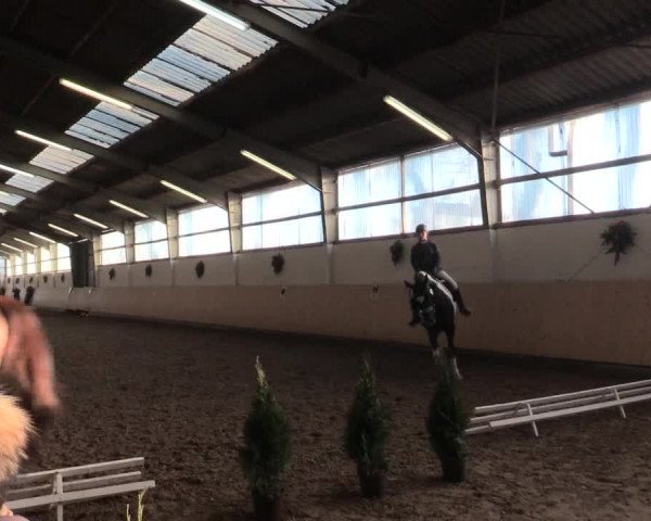 Dressur Late-Entry Datteln 2016