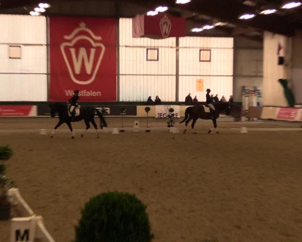 Hallen-Reitturnier Münster-Handorf 2016