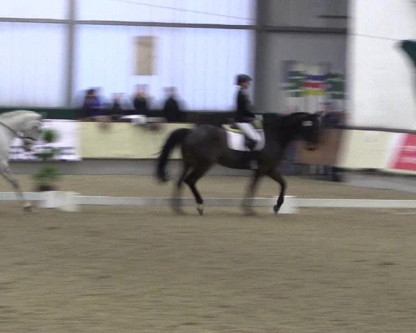 Hallen-Reitturnier Münster-Handorf 2016