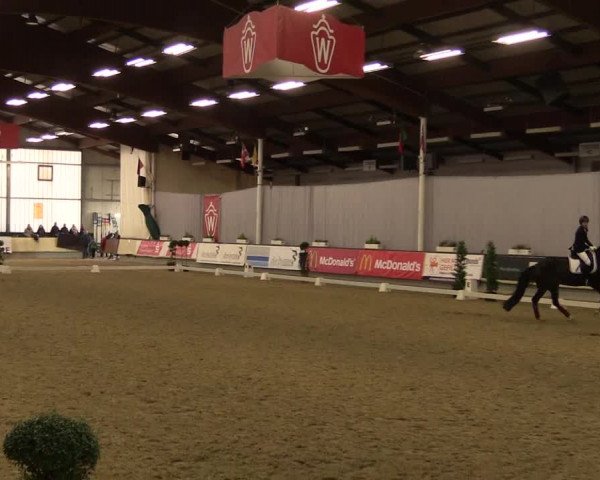 Hallen-Reitturnier Münster-Handorf 2016