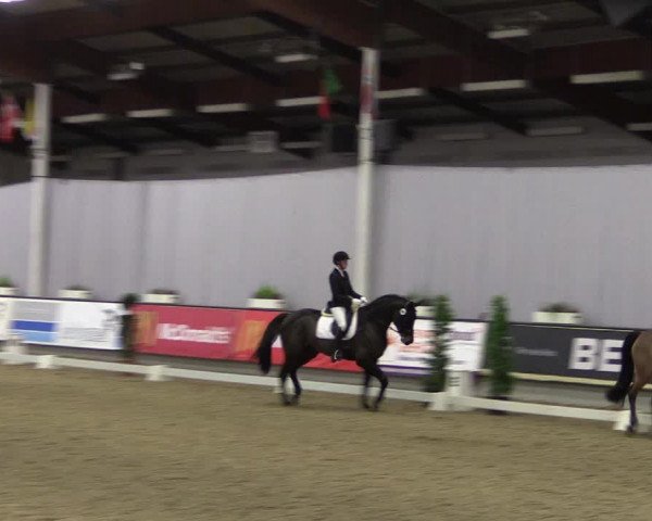 Hallen-Reitturnier Münster-Handorf 2016