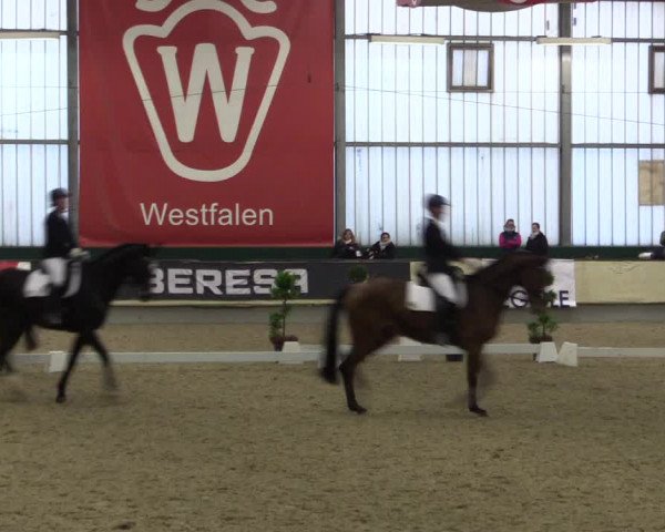Hallen-Reitturnier Münster-Handorf 2016