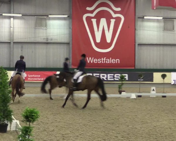 Hallen-Reitturnier Münster-Handorf 2016