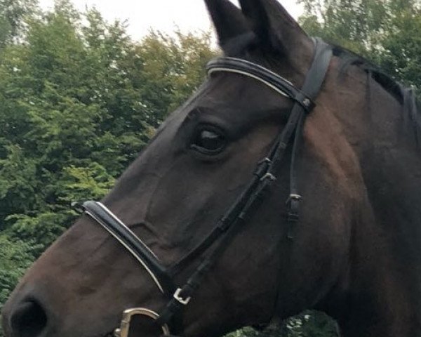 horse Comtessa 3 (Trakehner, 2000, from Fontainbleau)