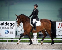 dressage horse Well Dandy CH (Swiss Warmblood, 2005, from Well Done CH)