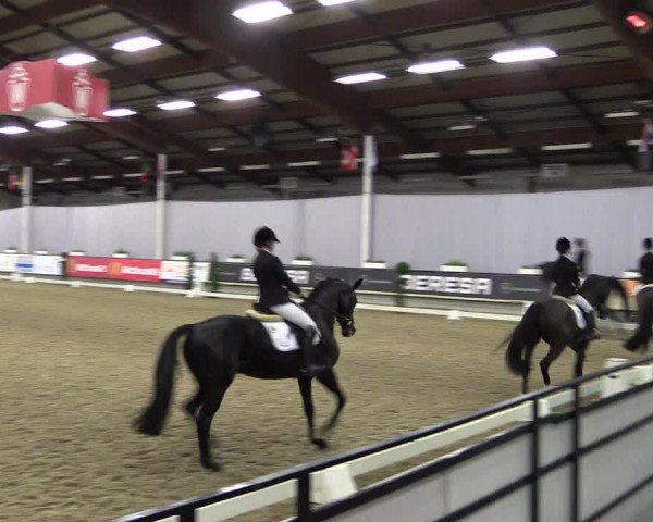 Hallen-Reitturnier Münster-Handorf 2016