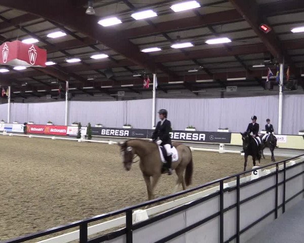 Hallen-Reitturnier Münster-Handorf 2016