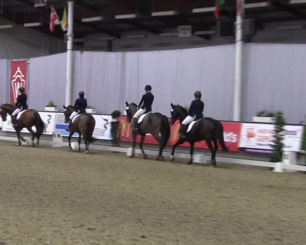 Hallen-Reitturnier Münster-Handorf 2016
