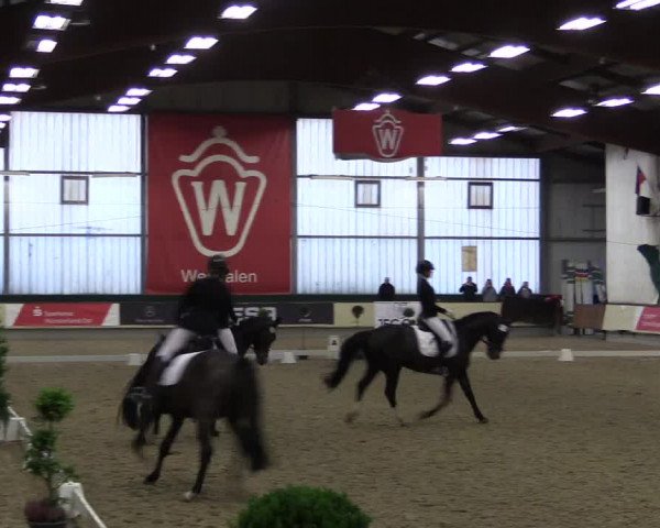 Hallen-Reitturnier Münster-Handorf 2016