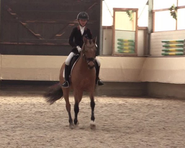 Dressur Late Entry Alt-Marl 2016