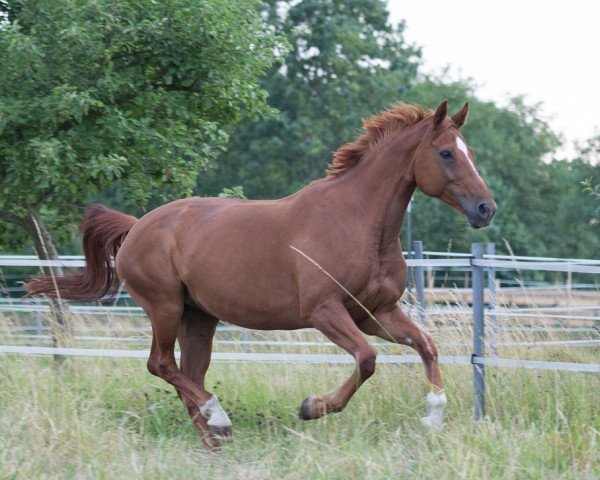 broodmare Werina 18 (Hanoverian, 2002, from Welser)