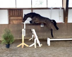 horse Clarisso de Revel ZD (Holsteiner, 2018, from Clarimo Ask)