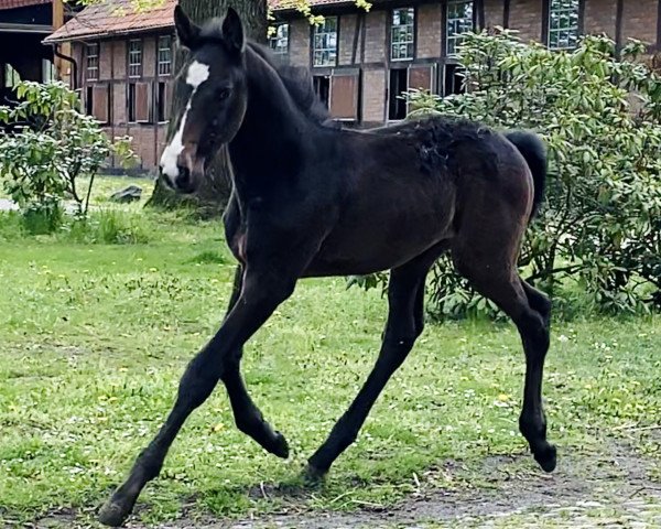 stallion Nacapitano de Reve ZD (Holsteiner, 2021, from Nabab de Rêve)