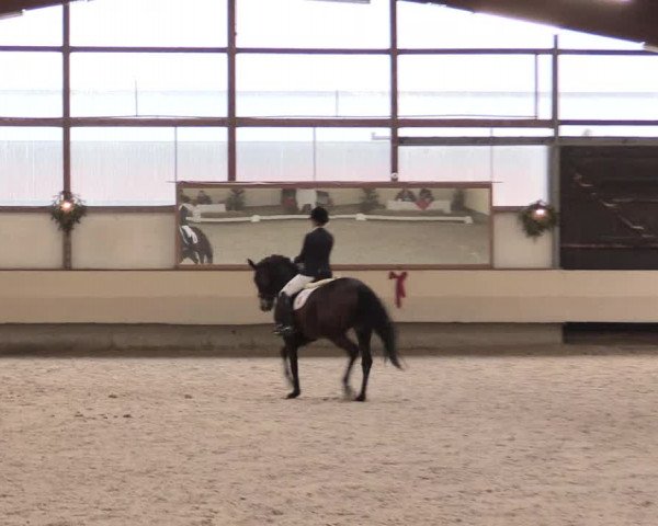 Dressur Late Entry Alt-Marl 2016