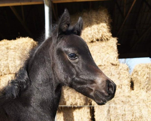 horse Luna (Little German Riding Horse, 2017, from Future Dream)